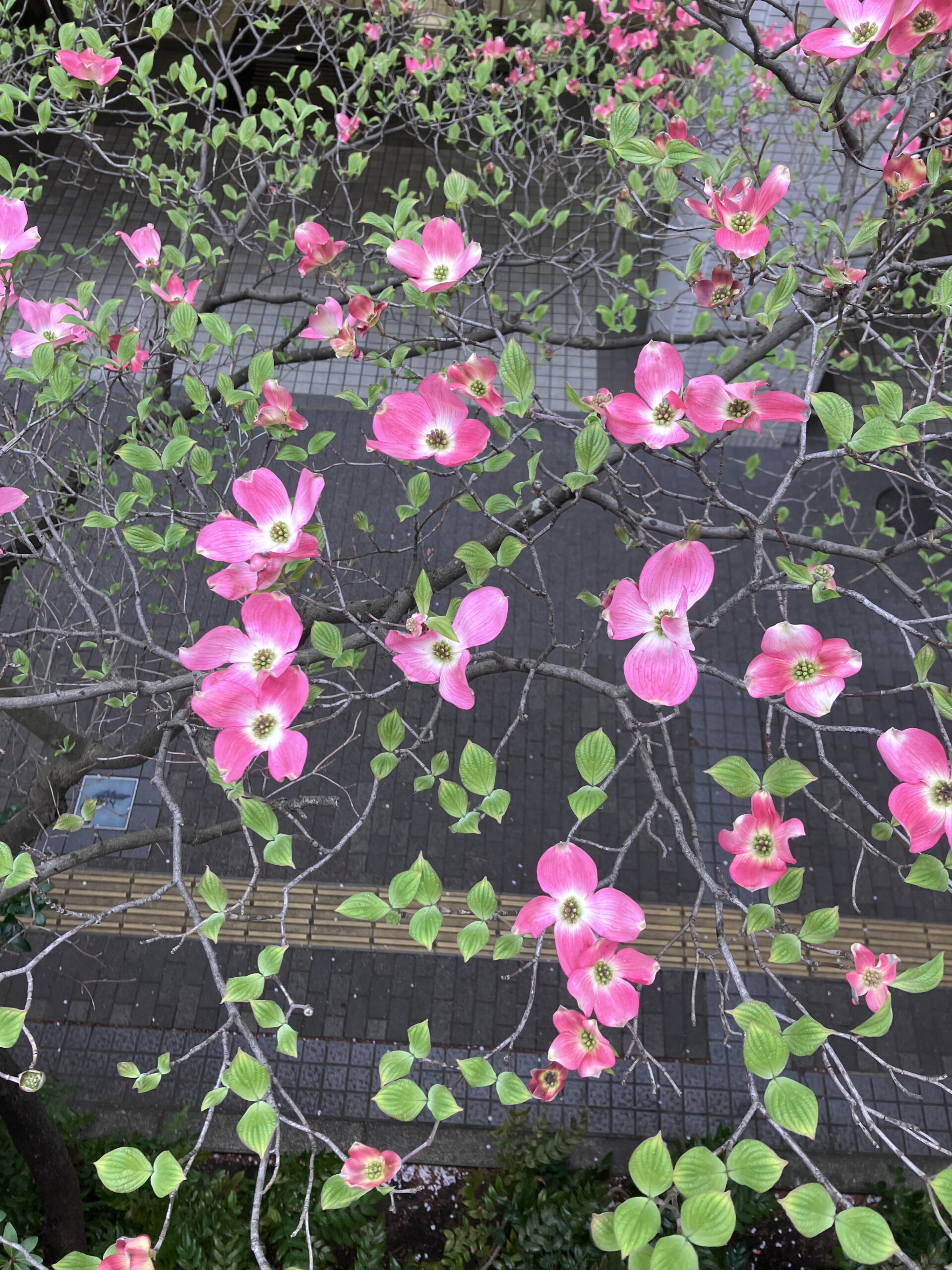 聖蹟ハナミズキ